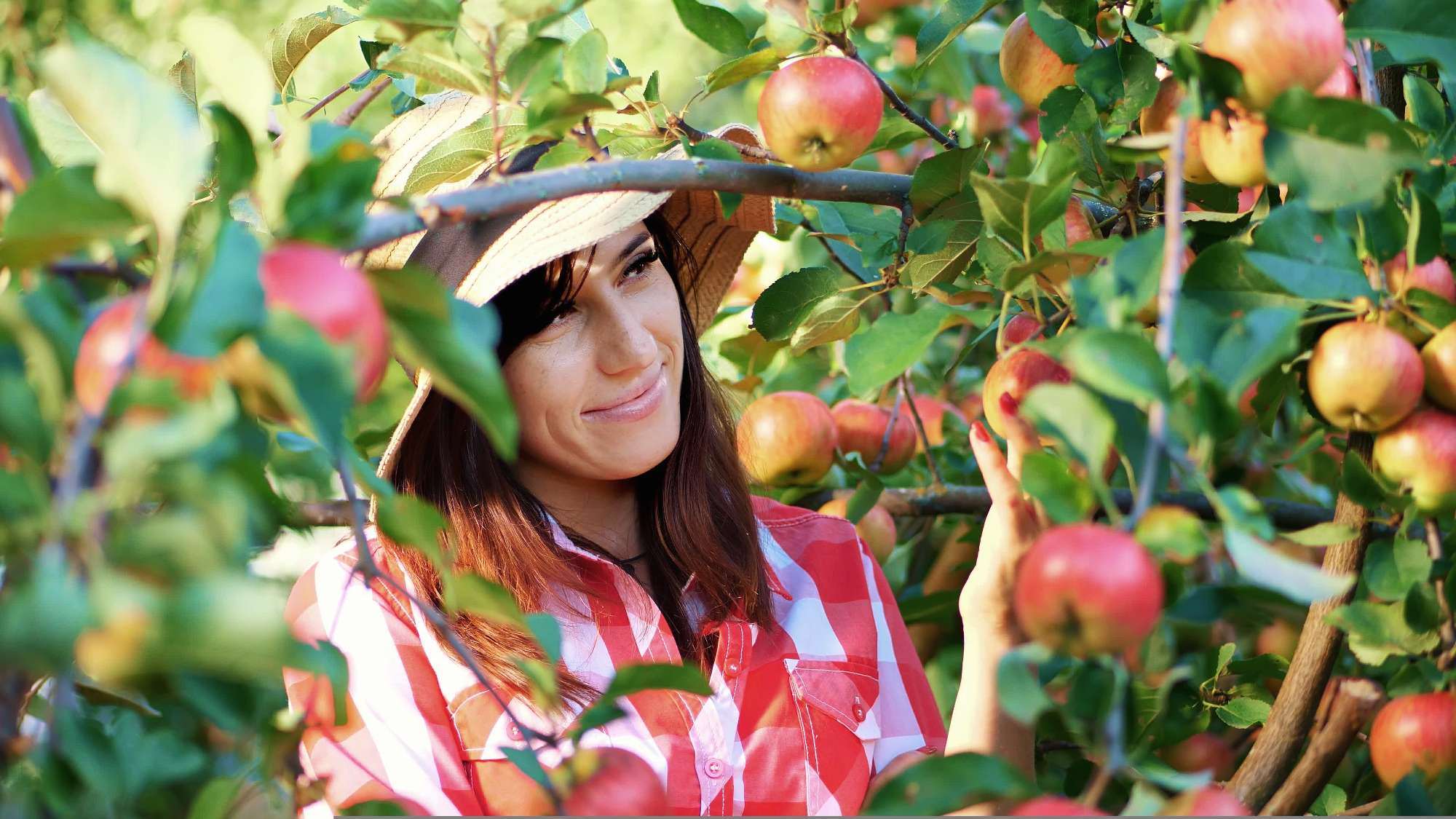close-up, portrait of woman farmer or agronomist wearing a hat, picking apples on farm in orchard, on sunny autumn day. holding a wooden box with red apples, smiling. Agriculture and gardening concept. Healthy nutrition.
